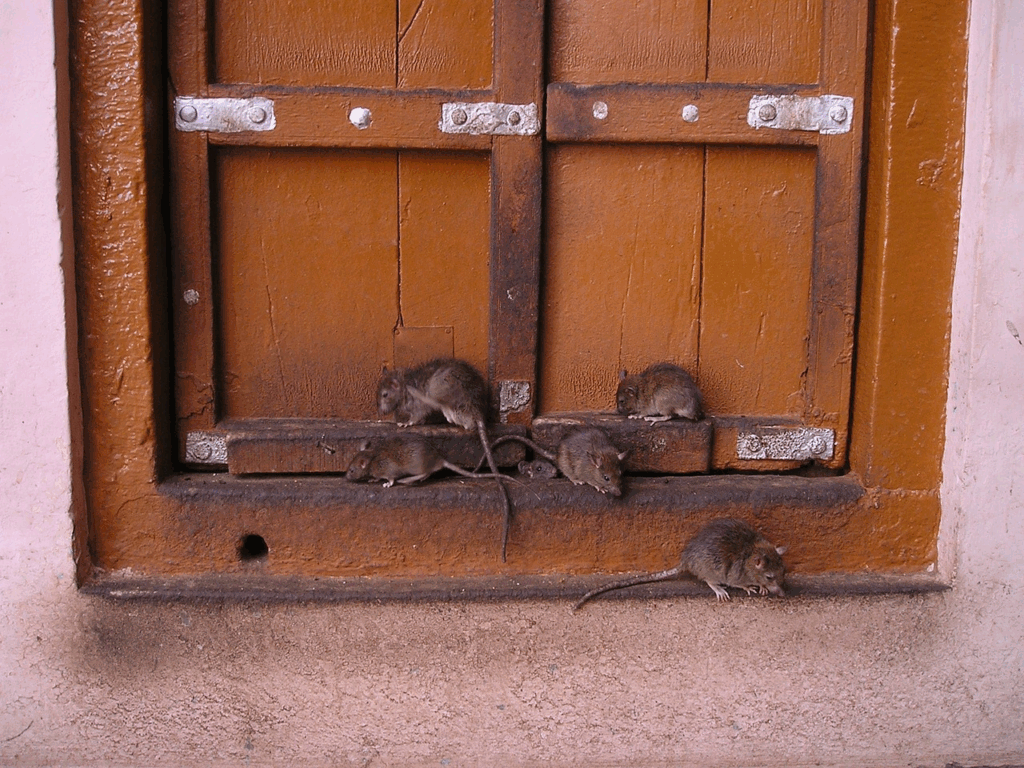 Image3